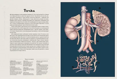 Анатомикум - фото 11