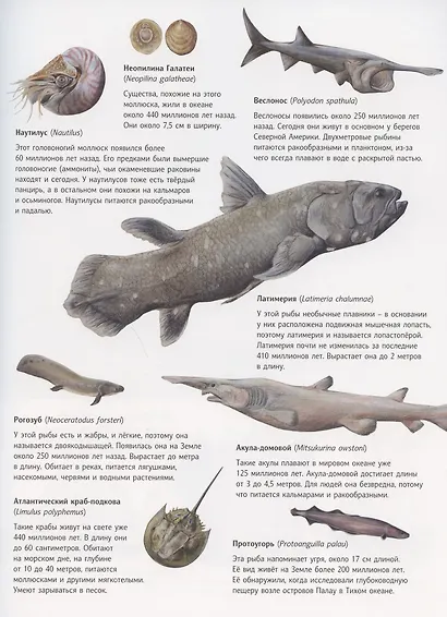 Чудо природы. История морской губки - фото 5