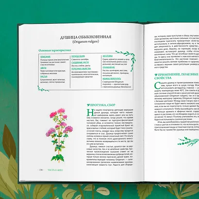 Гримуар травницы. Иллюстрированный справочник по сбору, заготовкам и полезным свойствам дикорастущих растений - фото 8