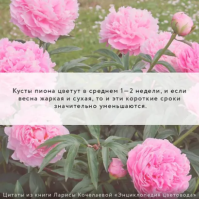 Энциклопедия цветовода - фото 7