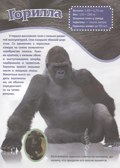 Животные Африки - фото 4