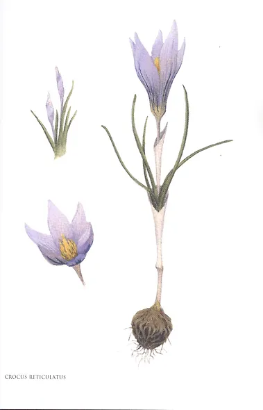 Gennuria plantarum rariorum russiae meridoinalis Ф.К. Биберштейна глазами молодых исследователей "Сириуса" через 200 лет - фото 5