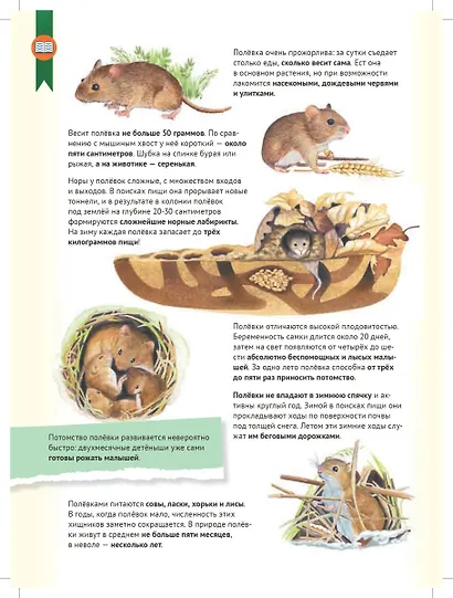 Кто где живёт? Звери и птицы леса - фото 5