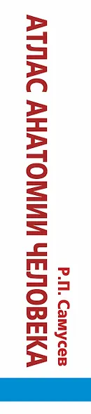 Атлас анатомии человека. Учебное пособие для студентов высших медицинских учебных заведений - фото 4