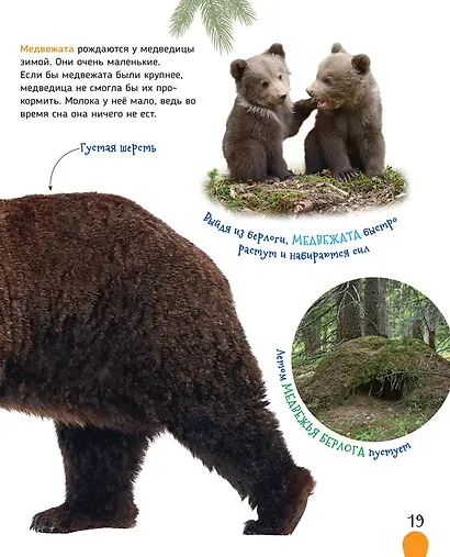 Животные России - фото 7