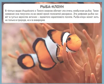 РАЗУМНЫЕ КАРТОЧКИ. ПОДВОДНЫЙ МИР - фото 2