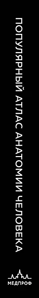 Популярный атлас анатомии человека. Анатомия Грея. 200 классических иллюстраций - фото 14