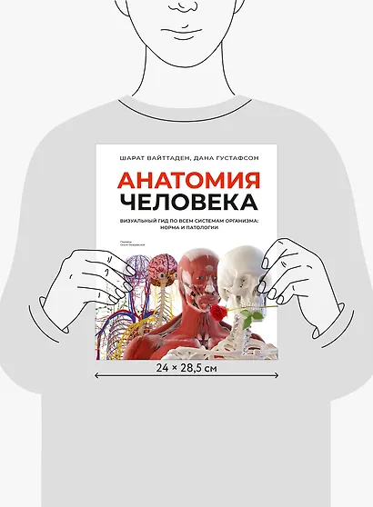 Анатомия человека. Визуальный гид по всем системам организма: норма и патологии - фото 8