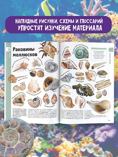 Минералы и драгоценные камни - фото 6