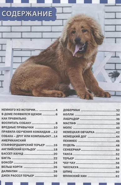 Собаки и щенки - фото 2