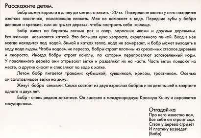 Животные наших лесов. Дидактические карточки для ознакомления с окружающим миром - фото 4