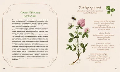 Акварельный лес. Ботанический дневник для любителей природы и акварели - фото 8