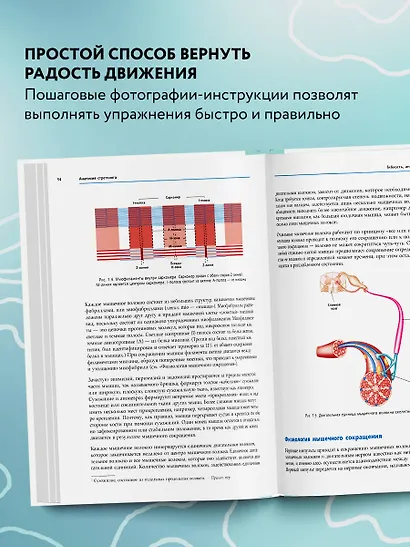 Анатомия стретчинга. Большая иллюстрированная энциклопедия - фото 5