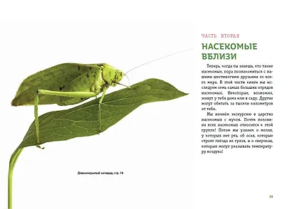 Насекомые. Мир крылатых, многоногих и жужжащих - фото 5