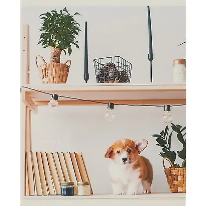 Тетрадь в клетку Listoff, "Домашние любимцы", 96 листов, в ассортименте - фото 4