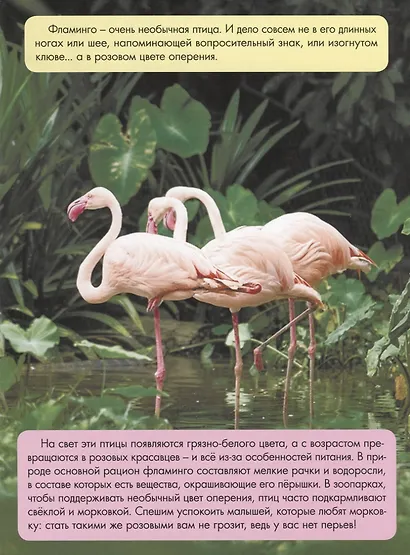 ЗАЧЕМ СВЕТЛЯЧКУ ФОНАРИК? глянц.ламин.обл, тиснение, мелов. бум. 215х290 - фото 2