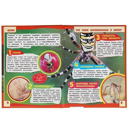 Пауки. 100 фактов - фото 3