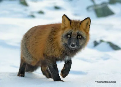 Шантарские острова. Географическая энциклопедия - фото 5