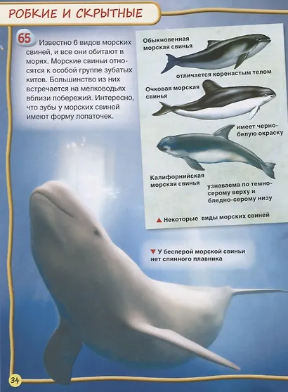 Киты и дельфины - фото 5