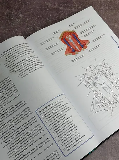 Анатомия Абрахамса. Атлас-раскраска - фото 6