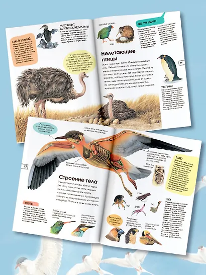 Птицы - фото 4