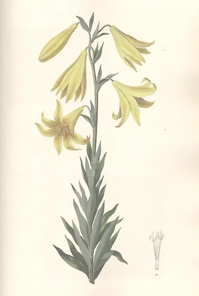 Gennuria plantarum rariorum russiae meridoinalis Ф.К. Биберштейна глазами молодых исследователей "Сириуса" через 200 лет - фото 8