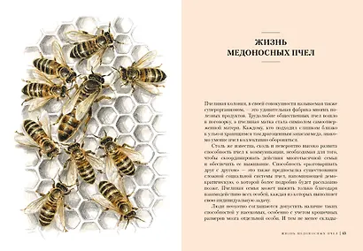 Пчелы. Что человек и пчела значат друг для друга - фото 7