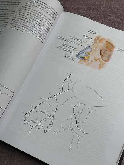 Анатомия Абрахамса. Атлас-раскраска - фото 7