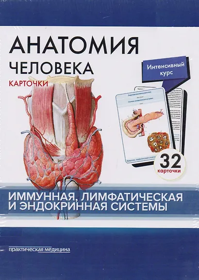 Анатомия человека. Иммунная лимфатическая и эндокринная система (32 карточки) - фото 2