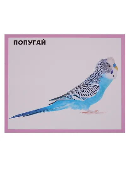 Домашние животные. 20 карточек - фото 2