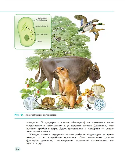 Естествознание. 6 класс. Учебник. В двух частях. Часть 1 - фото 3
