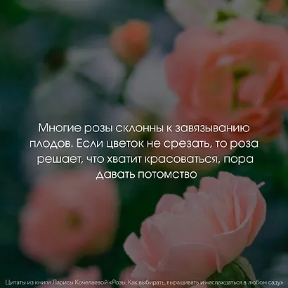 Розы. Как выбирать, выращивать и наслаждаться в любом саду - фото 9