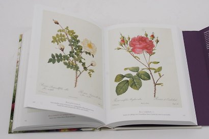 Redoute. Book of Flowers: 40th Anniversary Edition - фото 7