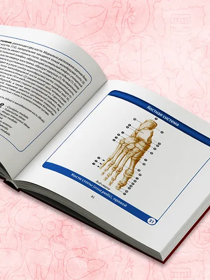 Анатомия человека. Компактный атлас. Опорно-двигательный аппарат - фото 10