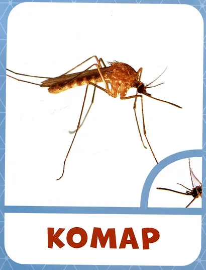 Насекомые - фото 3