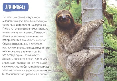Обучающая книга «Животные-рекордсмены» - фото 3