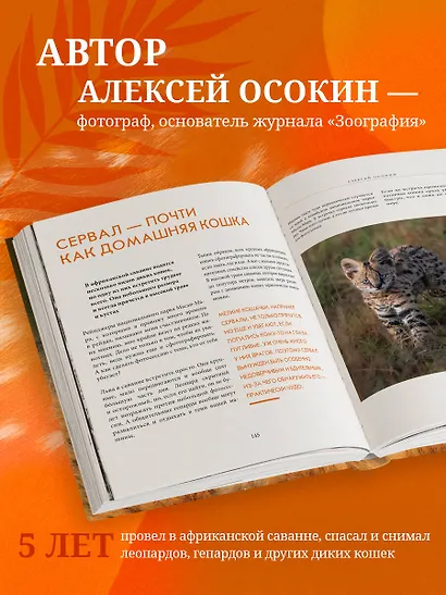 Мир диких животных без мифов. Невероятные фотоистории о жизни хищников саванны - фото 5