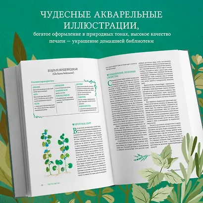 Гримуар травницы. Иллюстрированный справочник по сбору, заготовкам и полезным свойствам дикорастущих растений - фото 6