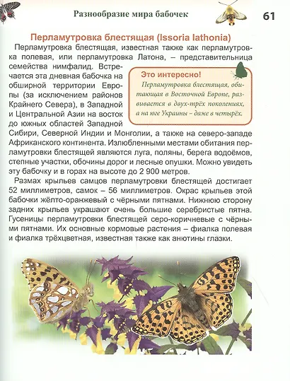 Бабочки. Энциклопедия - фото 6