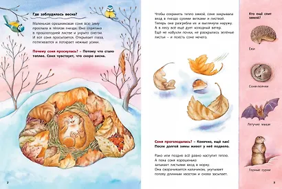 Кто такая орешниковая соня? Познавательные истории - фото 2