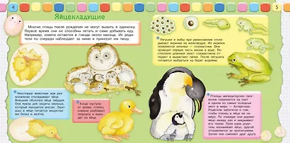 Как мы устроены. Откуда мы появляемся - фото 3