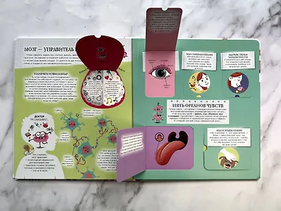 Мое тело. Интерактивные энциклопедии с колесиком, окошком и постером - фото 4