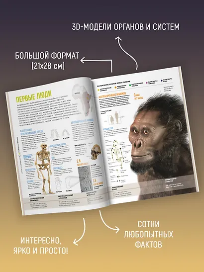 Тайны тела человека. Большая иллюстрированная энциклопедия - фото 5