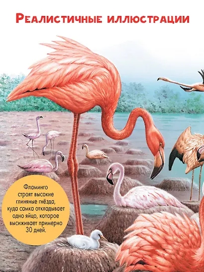 Птицы - фото 7