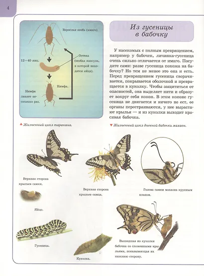 Насекомые - фото 5