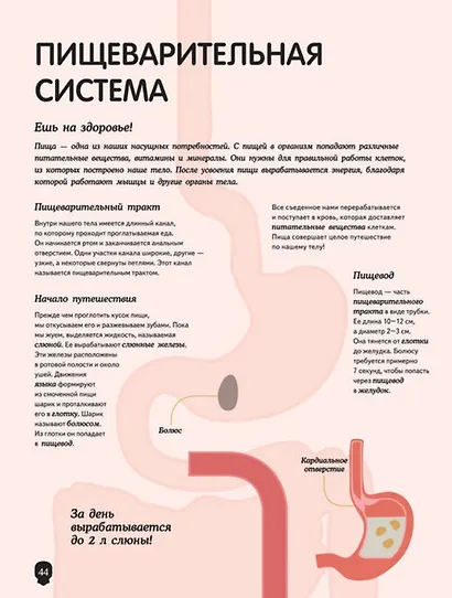 Тело человека. Визуальный гид - фото 5