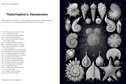 Красота форм в природе - фото 4