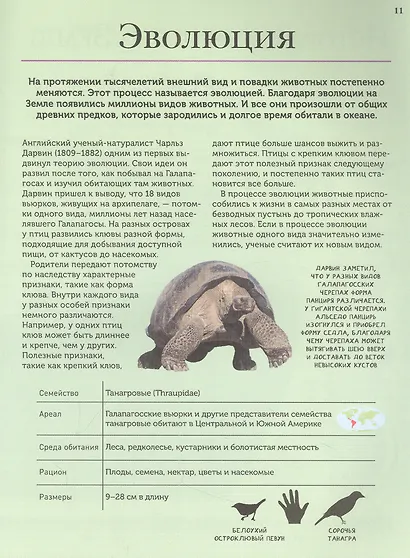 Животные. Современная энциклопедия - фото 5
