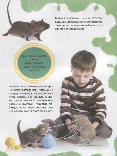 Кошки - фото 3