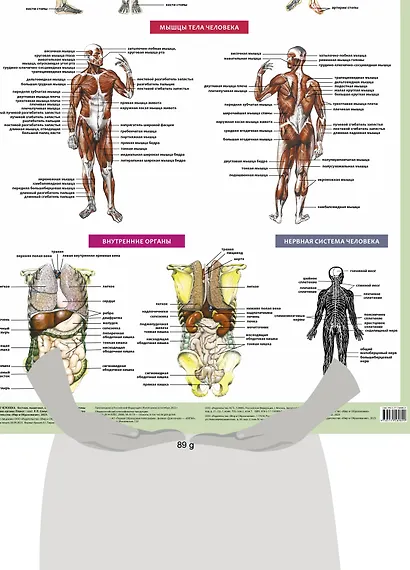 Анатомия человека. Костная, мышечная, кровеносная системы и внутренние органы - фото 3